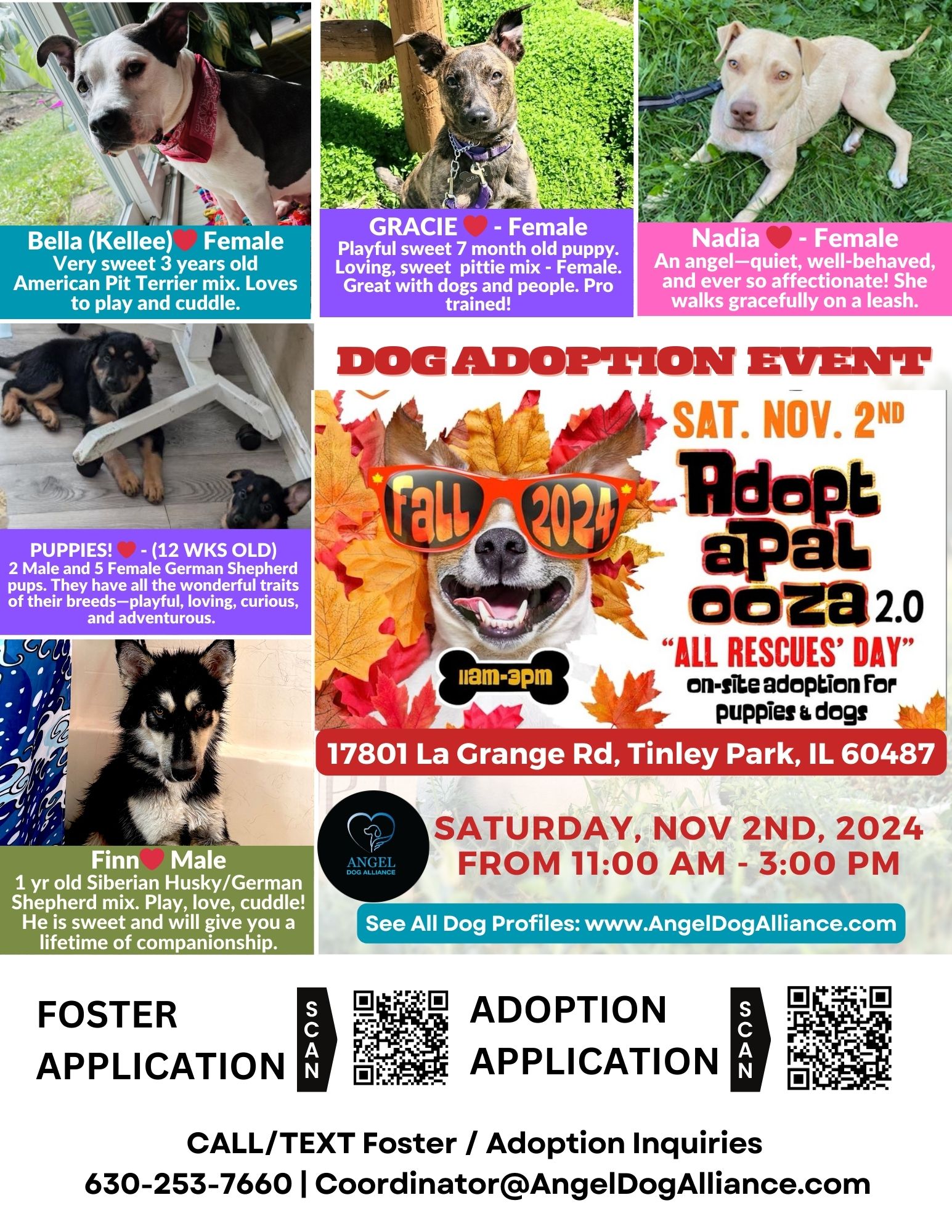 Dog Adoption Event – AdoptAPalooza 2.0 in Tinley Park