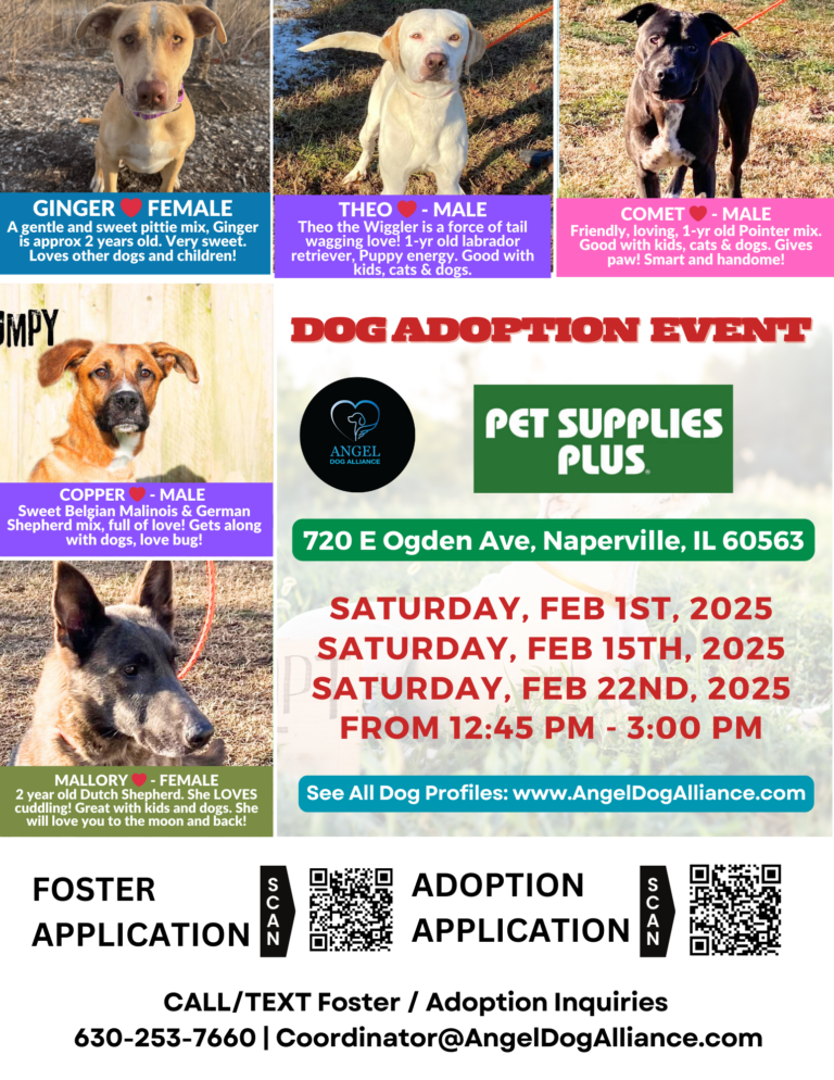 join us for our dog adoption event in Naperville IL - February 2025 dates here.