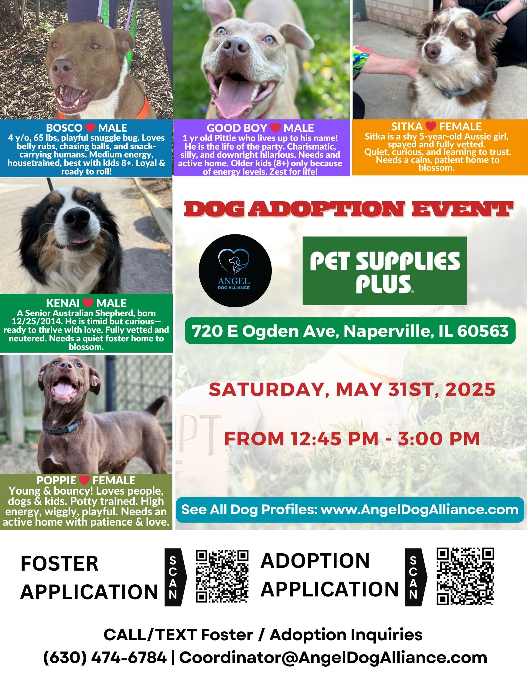 Dog Adoption Event – Naperville