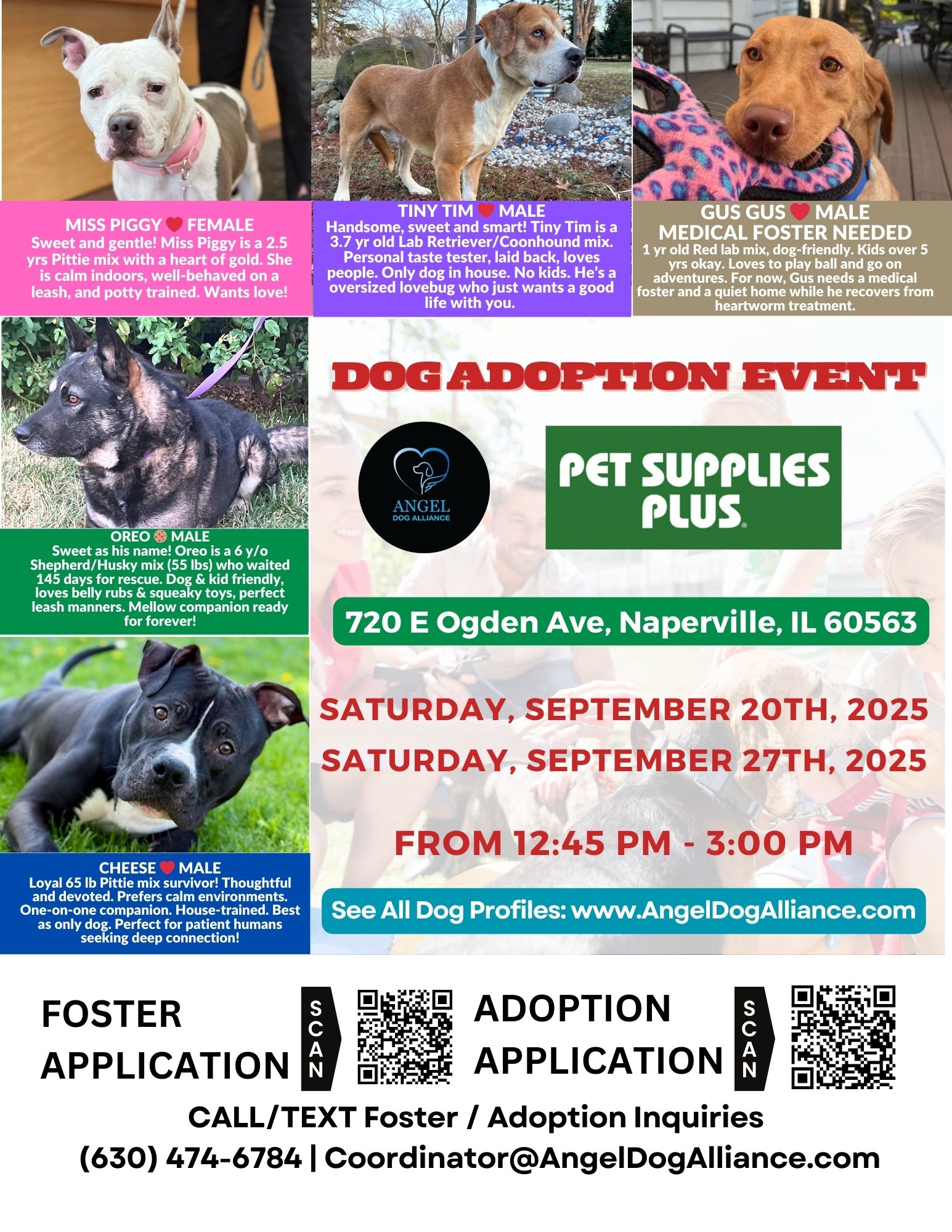 Dog Adoption Event – Naperville