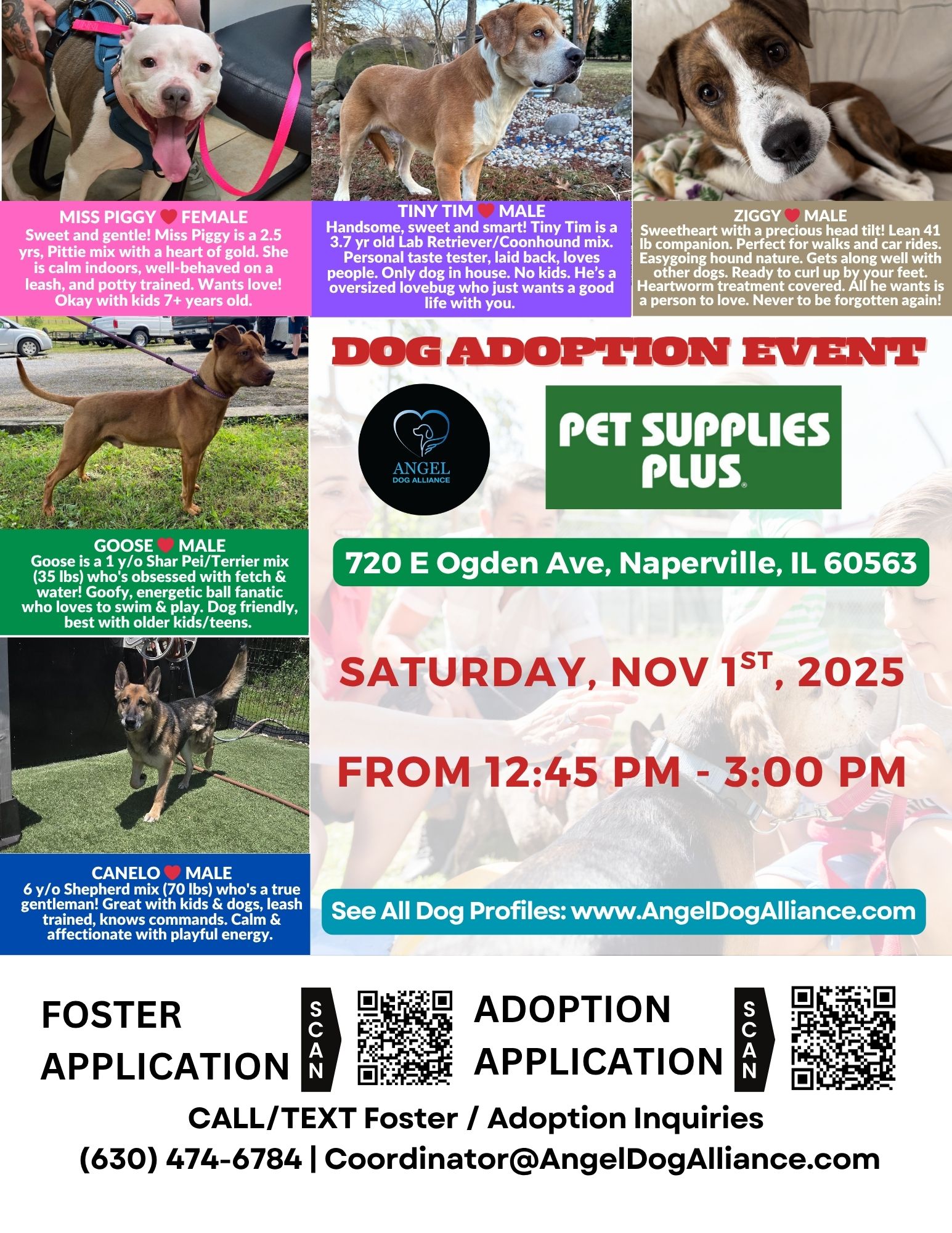 Dog Adoption Event - Naperville - Angel Dog Alliance