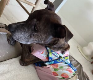 We urgently need a medical foster in Naperville for Simba