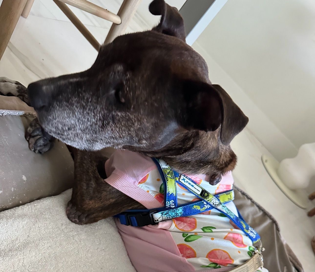 We urgently need a medical foster in Naperville for Simba