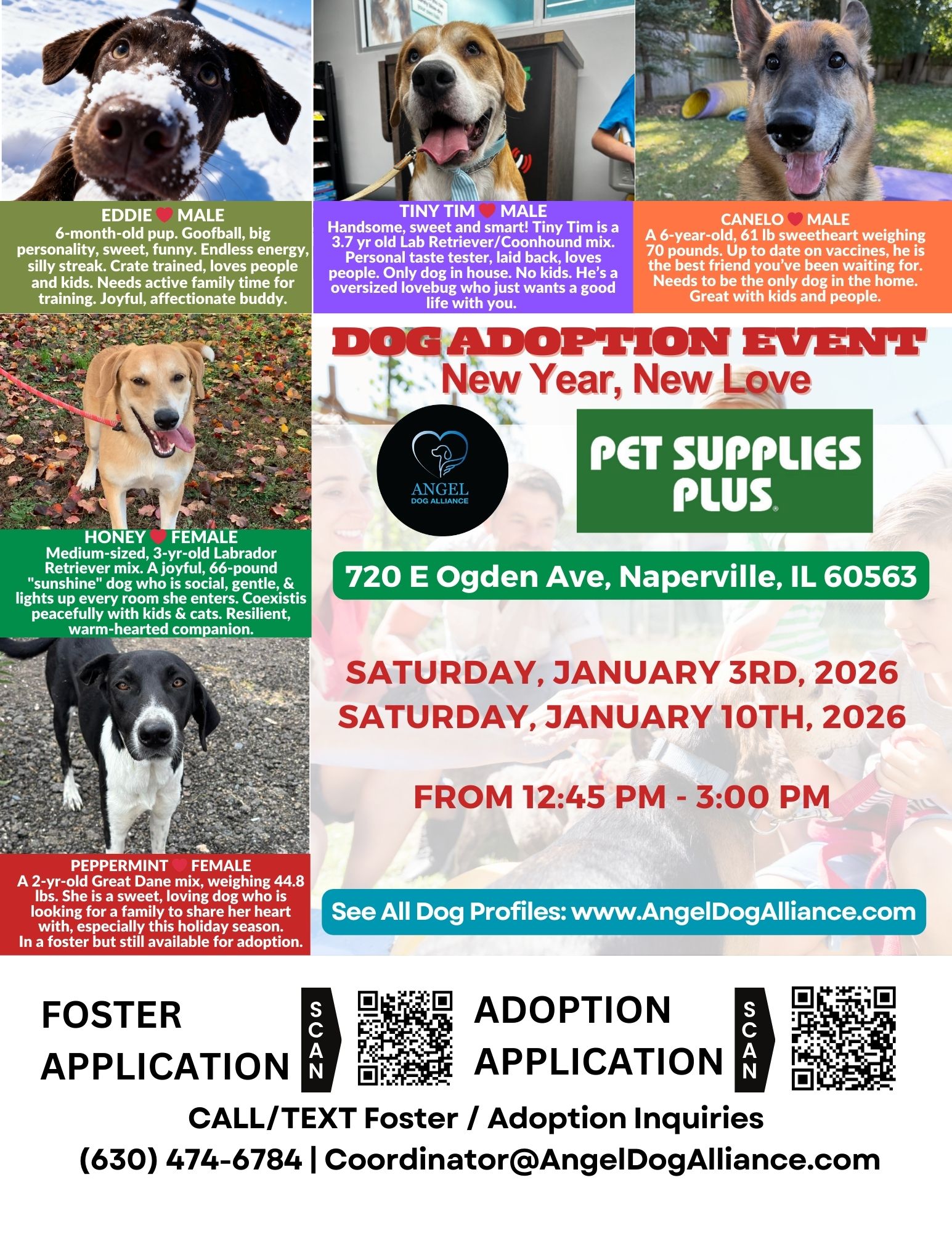 Dog Adoption Event - Naperville - Angel Dog Alliance
