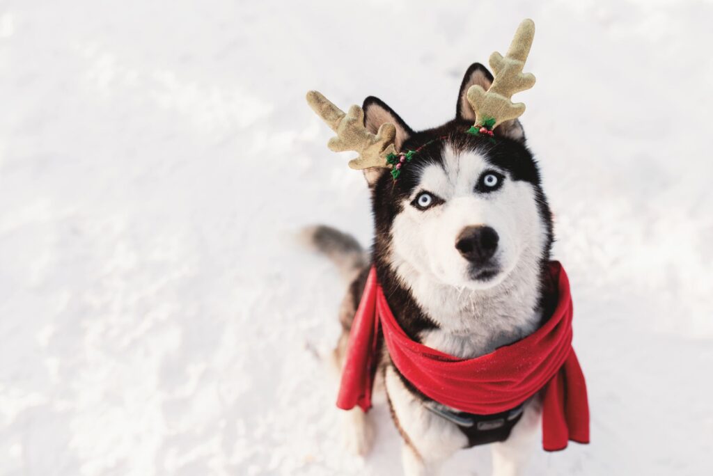Winter Dog Tips Header