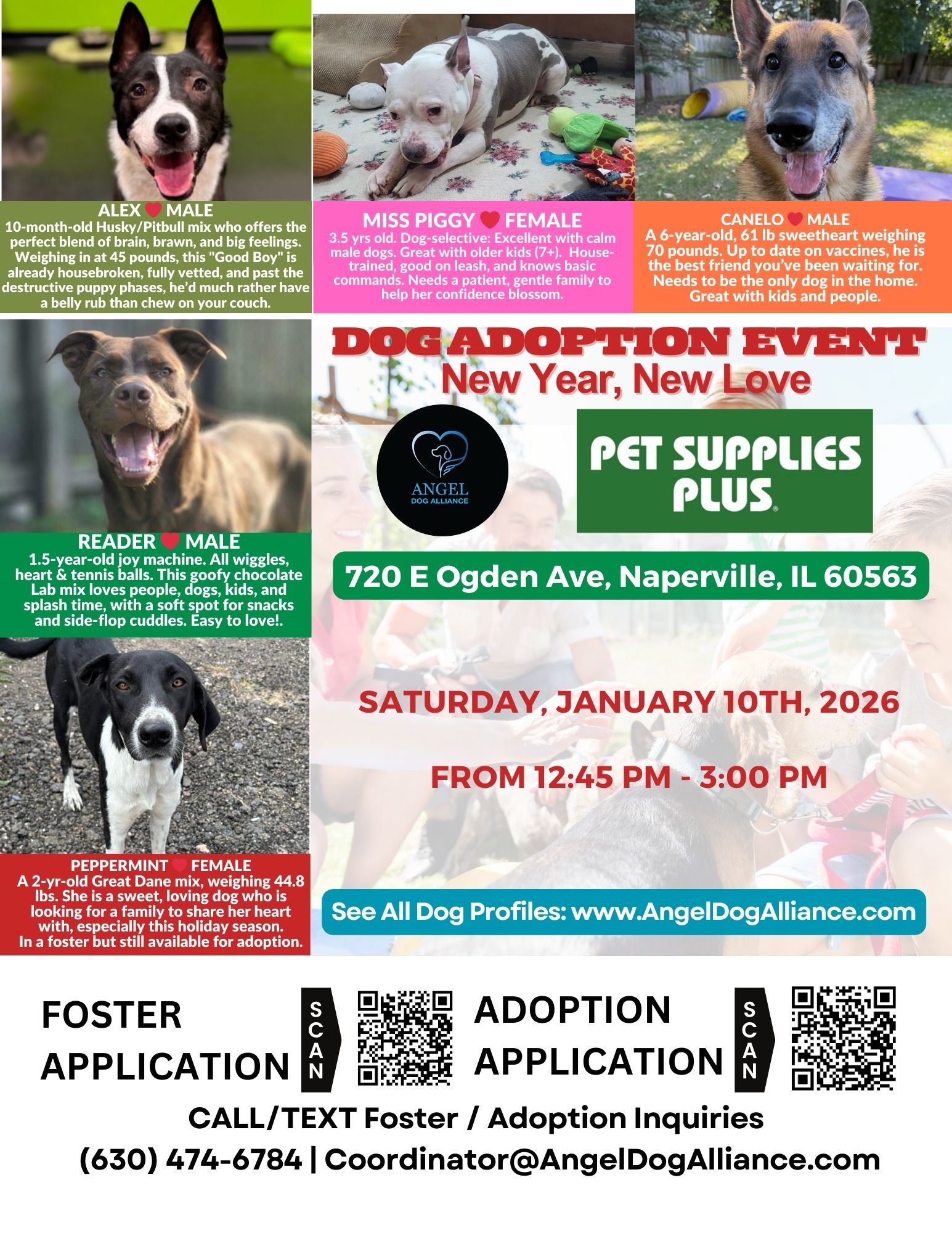 Dog Adoption Event – Naperville