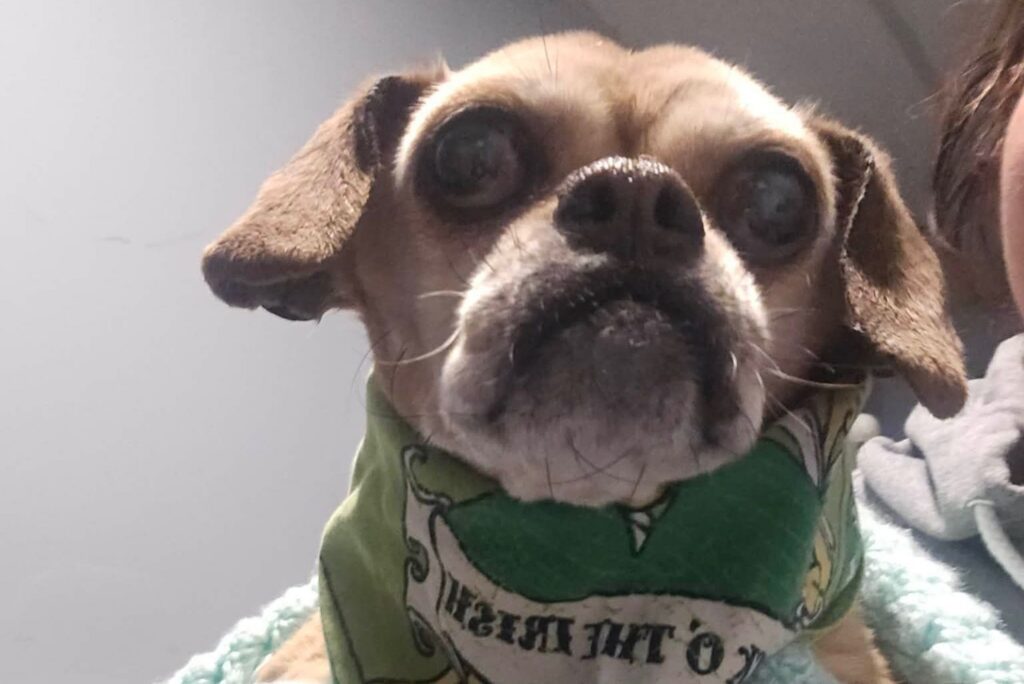 Pugs who can’t see well