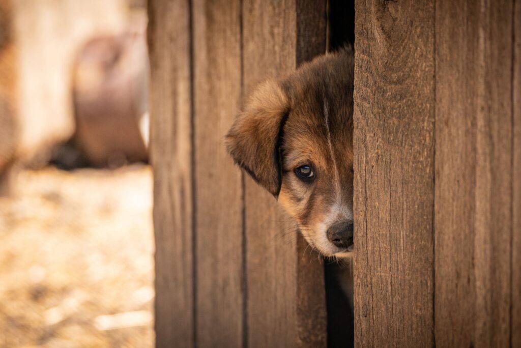 Ways to Help That Don’t Involve Adoption