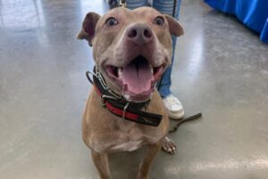 Pit Bull Advocate