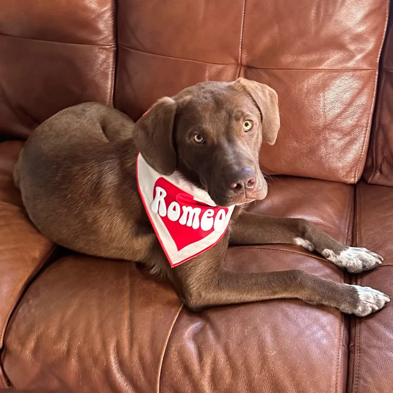Romeo After
